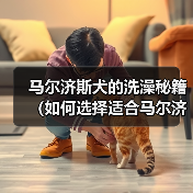 马尔济斯犬的洗澡秘籍(如何选择适合马尔济斯犬的香波)(图4) 马尔济斯犬的洗澡秘籍(如何选择适合马尔济斯犬的香波)(图4)