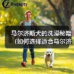 马尔济斯犬的洗澡秘籍(如何选择适合马尔济斯犬的香波)(图1) 马尔济斯犬的洗澡秘籍(如何选择适合马尔济斯犬的香波)(图1)