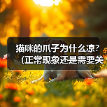 猫咪的爪子为什么凉？（正常现象还是需要关注的问题？）(图1)