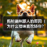 揭秘猫咪舔人的原因（为什么猫咪喜欢舔你？）(图3)
