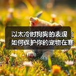 以太冷时狗狗的表现（如何保护你的宠物在寒冷的冬季中）(图1)