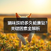 猫咪踩奶多久能康复?关键因素全解析(图2) 猫咪踩奶多久能康复?关键因素全解析(图2)