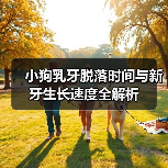 小狗乳牙脱落时间与新牙生长速度全解析(图3) 小狗乳牙脱落时间与新牙生长速度全解析(图3)