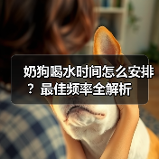 奶狗喝水时间怎么安排?最佳频率全解析(图2) 奶狗喝水时间怎么安排?最佳频率全解析(图2)
