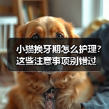 小猫换牙期怎么护理?这些注意事项别错过(图2) 小猫换牙期怎么护理?这些注意事项别错过(图2)