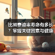 比熊泰迪串寿命有多长?掌握关键因素与健康长寿技巧(图3) 比熊泰迪串寿命有多长?掌握关键因素与健康长寿技巧(图3)