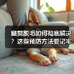 藏獒脱毛如何彻底解决？这些预防方法要记牢(图4)