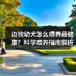 边牧幼犬怎么喂养最健康?科学喂养指南解析(图4) 边牧幼犬怎么喂养最健康?科学喂养指南解析(图4)