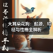 大耳朵花狗:起源、特征与性格全解析(图1) 大耳朵花狗:起源、特征与性格全解析(图1)