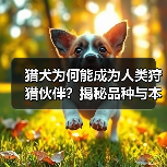 猎犬为何能成为人类狩猎伙伴?揭秘品种与本能的完美结合(图2) 猎犬为何能成为人类狩猎伙伴?揭秘品种与本能的完美结合(图2)