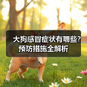 大狗感冒症状有哪些？预防措施全解析(图1)
