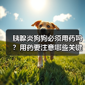 胰腺炎狗狗必须用药吗？用药要注意哪些关键点？(图1)