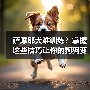 萨摩耶犬难训练?掌握这些技巧让你的狗狗变乖(图4) 萨摩耶犬难训练?掌握这些技巧让你的狗狗变乖(图4)