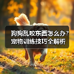 狗狗乱咬东西怎么办?宠物训练技巧全解析(图3) 狗狗乱咬东西怎么办?宠物训练技巧全解析(图3)