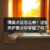 博美犬该怎么养?这些养护要点你掌握了吗?(图2) 博美犬该怎么养?这些养护要点你掌握了吗?(图2)