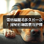 雪纳瑞腿毛多久长一次?揭秘影响因素与护理技巧(图2) 雪纳瑞腿毛多久长一次?揭秘影响因素与护理技巧(图2)