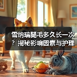雪纳瑞腿毛多久长一次?揭秘影响因素与护理技巧(图3) 雪纳瑞腿毛多久长一次?揭秘影响因素与护理技巧(图3)