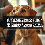 狗狗腿扭到怎么判断?常见症状与家庭处理方法(图1) 狗狗腿扭到怎么判断?常见症状与家庭处理方法(图1)