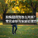 狗狗腿扭到怎么判断?常见症状与家庭处理方法(图2) 狗狗腿扭到怎么判断?常见症状与家庭处理方法(图2)