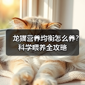 龙猫营养均衡怎么养？科学喂养全攻略(图1)