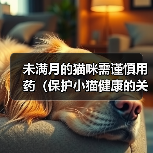 未满月的猫咪需谨慎用药（保护小猫健康的关