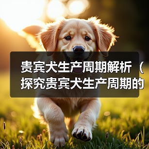 贵宾犬生产周期解析（探究贵宾犬生产周期的