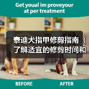 泰迪犬指甲修剪指南（了解适宜的修剪时间和方法，让你的泰迪宠物健康快乐）(图4)