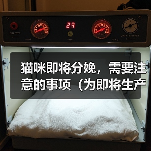 猫咪即将分娩,需要注意的事项(为即将生产的猫咪提供关怀和准备合适的环境)(图3) 猫咪即将分娩,需要注意的事项(为即将生产的猫咪提供关怀和准备合适的环境)(图3)