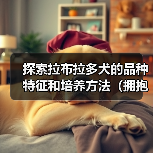 探索拉布拉多犬的品种特征和培养方法（拥抱