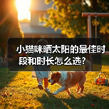小猫咪晒太阳的最佳时段和时长怎么选？