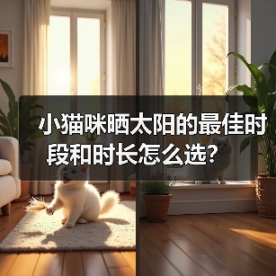 小猫咪晒太阳的最佳时段和时长怎么选？(图4)