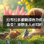 拉布拉多眼睛颜色为何会变?宠物主人必知的健康密码(图4) 拉布拉多眼睛颜色为何会变?宠物主人必知的健康密码(图4)