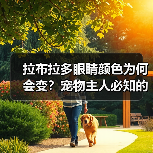 拉布拉多眼睛颜色为何会变？宠物主人必知的