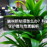 猫咪断胡须怎么办？科学护理与危害解析
