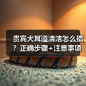 贵宾犬耳道清洁怎么搞?正确步骤+注意事项全解析(图3) 贵宾犬耳道清洁怎么搞?正确步骤+注意事项全解析(图3)