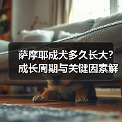 萨摩耶成犬多久长大?成长周期与关键因素解析(图1) 萨摩耶成犬多久长大?成长周期与关键因素解析(图1)