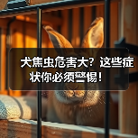犬焦虫危害大?这些症状你必须警惕!(图3) 犬焦虫危害大?这些症状你必须警惕!(图3)