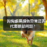 狗狗眼屎颜色异常是否代表眼部问题?(图3) 狗狗眼屎颜色异常是否代表眼部问题?(图3)