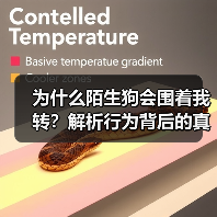 为什么陌生狗会围着我转?解析行为背后的真相(图1) 为什么陌生狗会围着我转?解析行为背后的真相(图1)