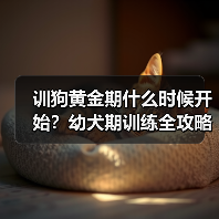 训狗黄金期什么时候开始？幼犬期训练全攻略(图2)