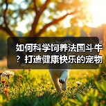 如何科学饲养法国斗牛?打造健康快乐的宠物生活环境(图2) 如何科学饲养法国斗牛?打造健康快乐的宠物生活环境(图2)