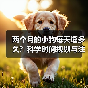 两个月的小狗每天遛多久?科学时间规划与注意事项(图3) 两个月的小狗每天遛多久?科学时间规划与注意事项(图3)