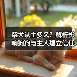 柴犬认主多久?解析影响狗狗与主人建立信任的关键因素(图3) 柴犬认主多久?解析影响狗狗与主人建立信任的关键因素(图3)