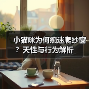 小猫咪为何痴迷爬纱窗？天性与行为解析(图2)