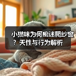 小猫咪为何痴迷爬纱窗？天性与行为解析(图4)