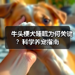 牛头梗犬睡眠为何关键？科学养宠指南(图2)