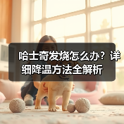 哈士奇发烧怎么办?详细降温方法全解析(图1) 哈士奇发烧怎么办?详细降温方法全解析(图1)