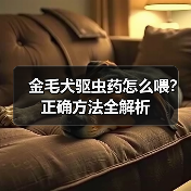 金毛犬驱虫药怎么喂？正确方法全解析