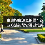 泰迪狗瘟怎么护理？这些方法能帮它渡过难关(图4)