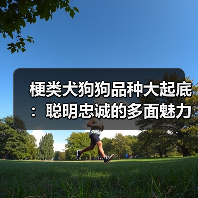 梗类犬狗狗品种大起底:聪明忠诚的多面魅力(图3) 梗类犬狗狗品种大起底:聪明忠诚的多面魅力(图3)